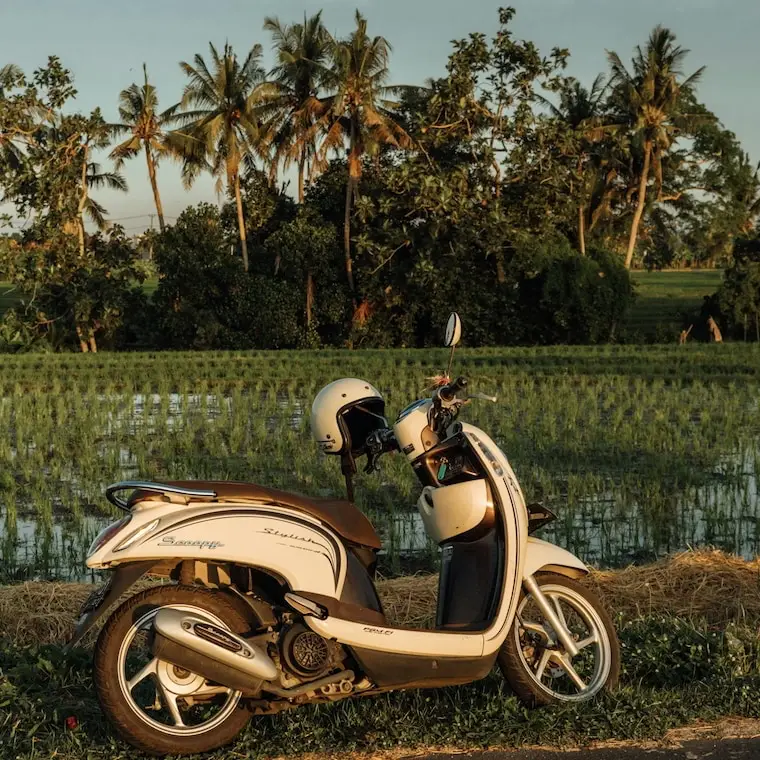 Rental scooter in the rice fields near Ubud
